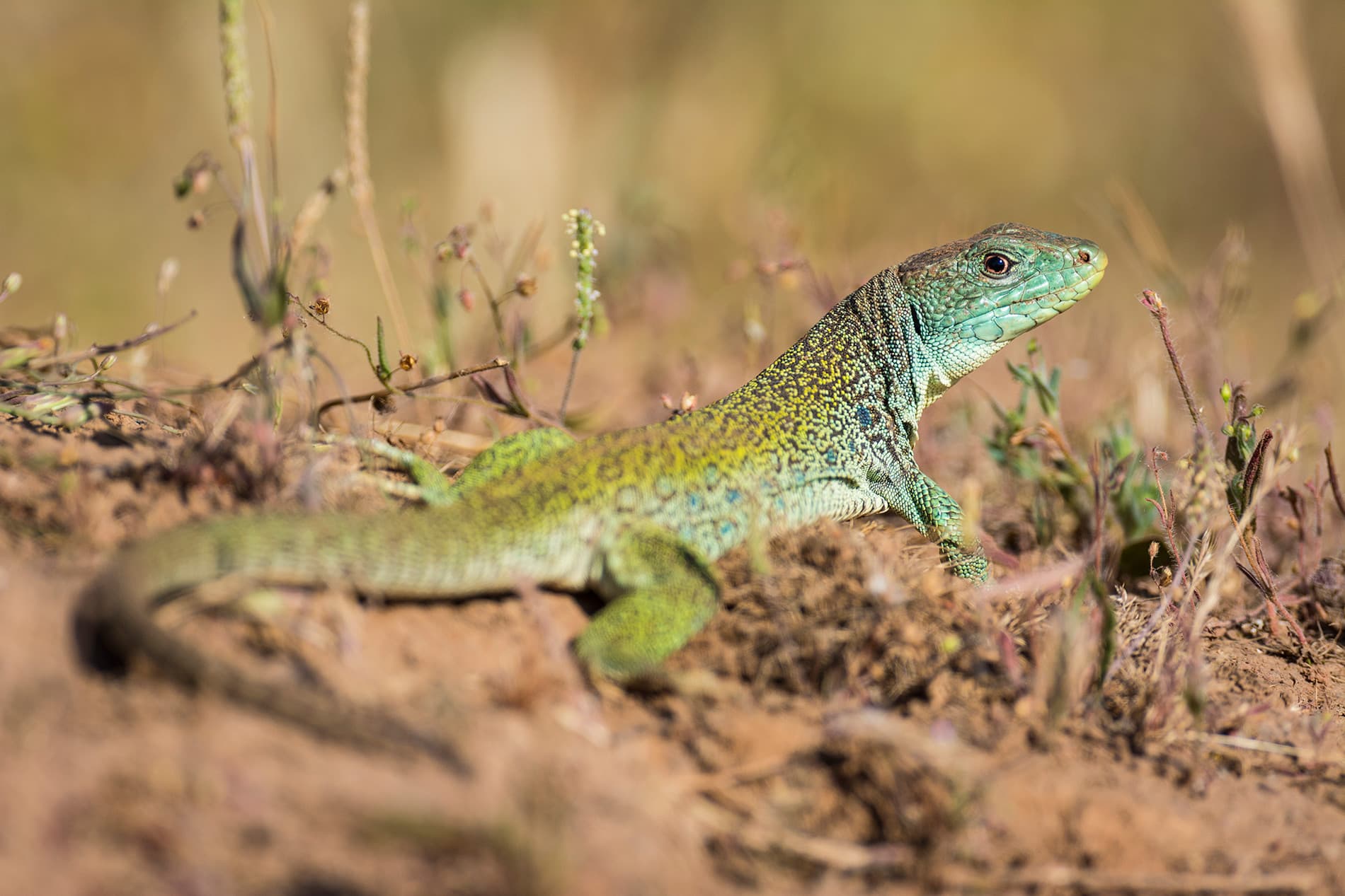 Lagarto ocelado