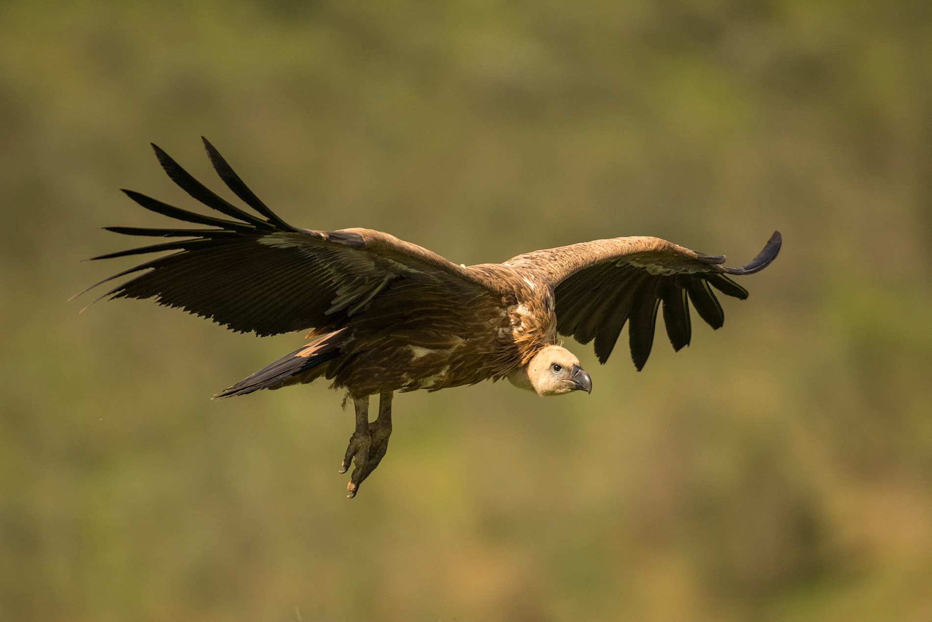Buitre leonado