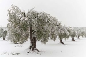 Olivar nevado
