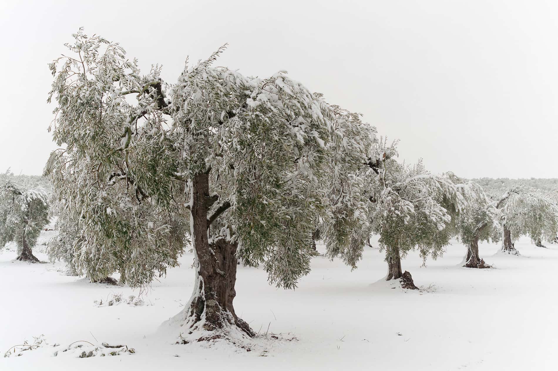 Olivar nevado