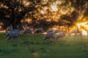 Ovejas merinas en dehesa