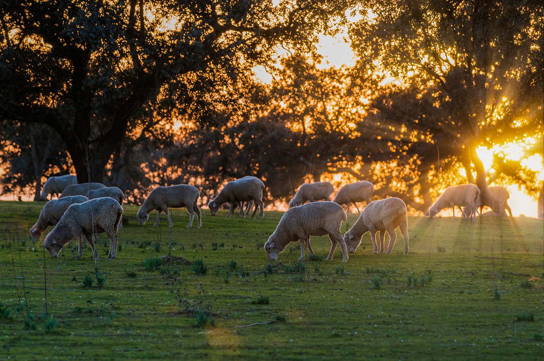 Ovejas merinas en dehesa